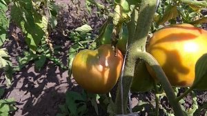 Томат гигант новикова