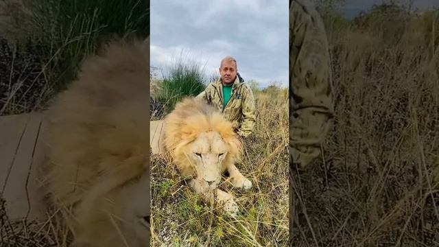 #shorts В Парке львов "Тайган" СЕЗОННЫЕ СКИДКИ для всех 50% с 1 октября! смотреть онлайн