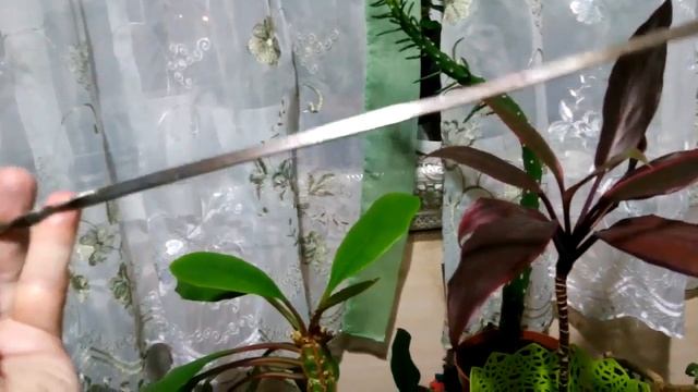 Обзор комнатных растений, зима-1. О Корневине. Как сделать из кашпо цветочный горшок смотреть онлайн