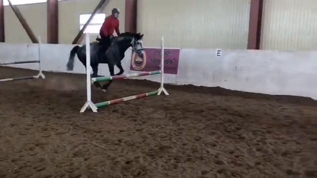 КСК "Озерный край" Гарсон-11г.р. смотреть онлайн