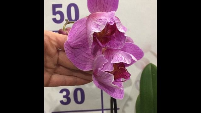 ??? первая большая посылка из Тайваня 2023 года. И немного моих цветущих бабочек ? смотреть онлайн