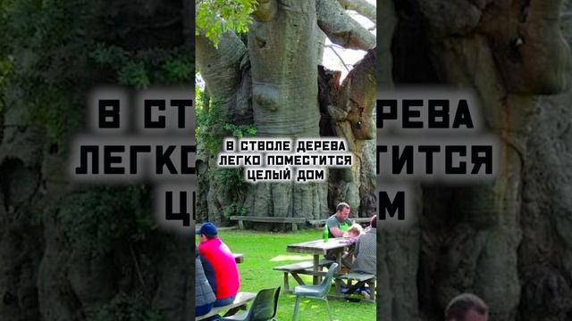 Баобаб! Дерево-монстр! смотреть онлайн