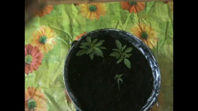 Даешь Л 2 кл 3,кл4,кл5 смотреть онлайн