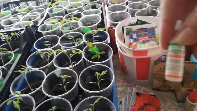 Рассадник дома. Пикировка  рассады.
