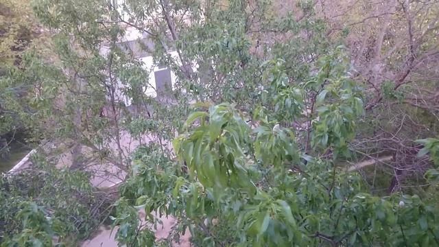 медоносы в городе/ пасека 2018/нектаровыделение/есть ли мед в пригороде? смотреть онлайн