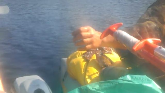 Сумозеро, поймали судака смотреть онлайн
