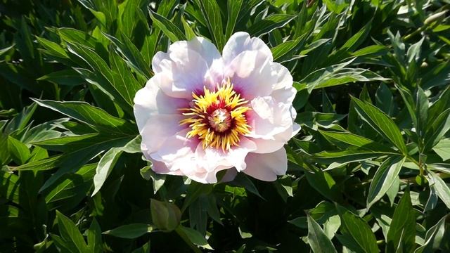 Пион CORA LOUISA смотреть онлайн