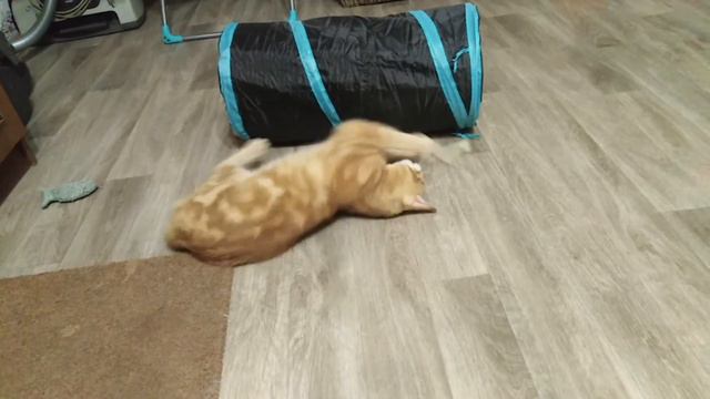 Рыжий кот украл кошачью мяту // Что случилось с котом? смотреть онлайн