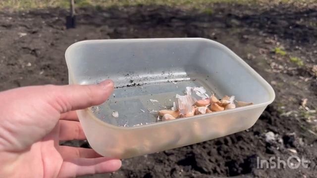 Сажаю чеснок Озимый, Яровой и лук. смотреть онлайн