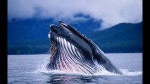Горбатый Кит: Океанический Гигант