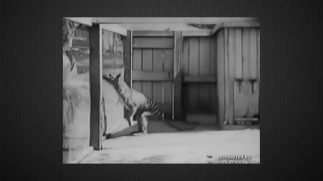 Животные , вымершие по вине человека . Исчезнувшие виды. смотреть онлайн