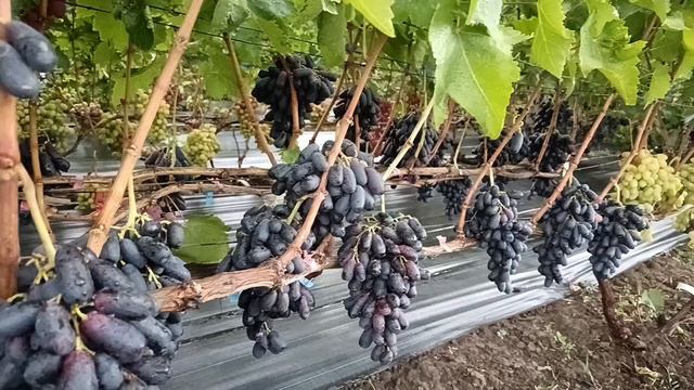 Виноград Аватар(США) 13.08.24г.виноградник Король В. Н. г.Краснодар 8(918) 62-41-3 07