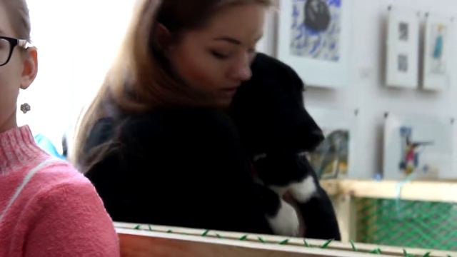 Варежка | Раздача бездомных животных смотреть онлайн