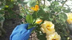 Желтая роза Голден гейт ( Golden Gate) или всё же Голдштерн ( Goldstern) ?#роза#goldengate#goldster