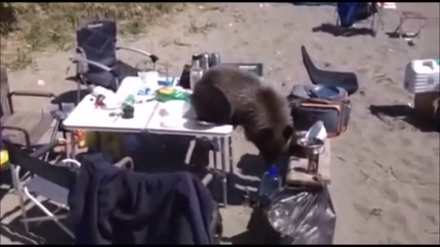 Прикольные видео с дикими животными. Встреча с медведем, волком. Прикольные моменты. Снятое на виде смотреть онлайн