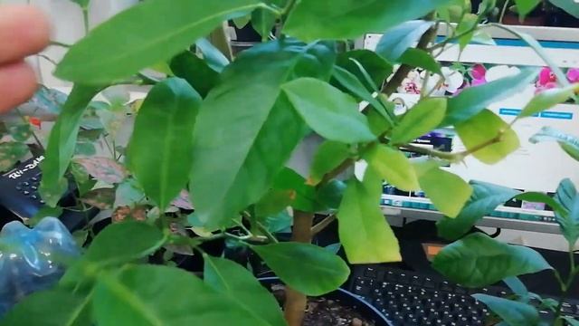 Почему не цветёт лимон из косточки? смотреть онлайн