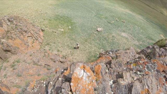 Огромный табун краснокнижных архаров в горах Алтая. A huge herd of Altai mountain Argali смотреть онлайн