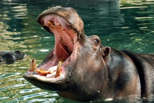 Бегемот самые опасные животные. Звуки бигемота.Каr говорит бегемот.