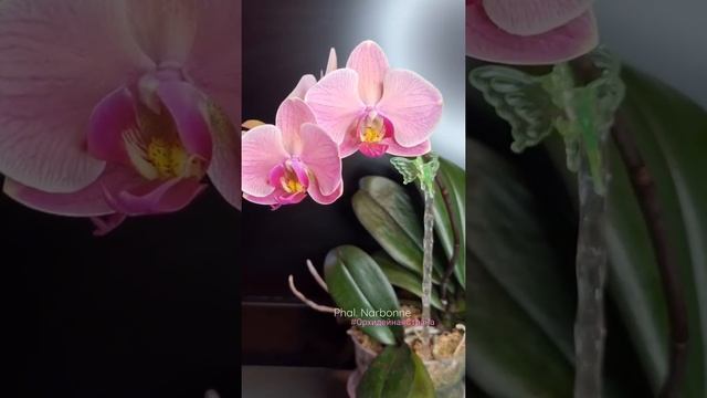 Фаленопсис Narbonne Орхидея Орхидеи Нарбонна, Нарбон Narbonn Narbonna #shorts #орхидеи #phalenopsis смотреть онлайн