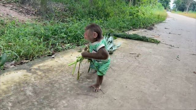 Best Moments Cow! Best Funny CUTIS & Cows!