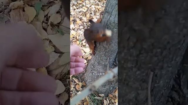 Малая кормит сорок ( Бельчонок Рыжка)