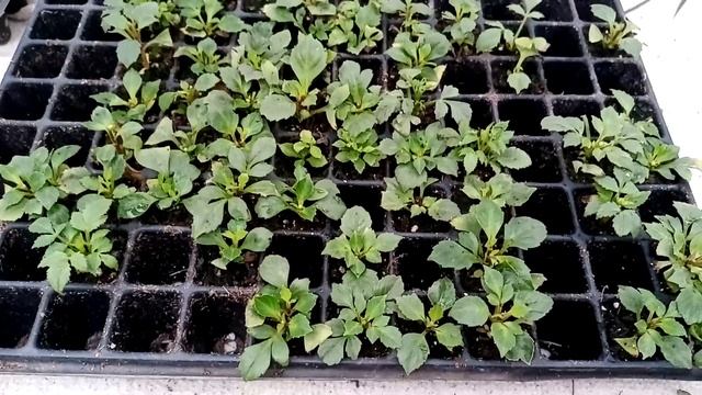 Размножаю георгины вегетативные. Поговорим!))) смотреть онлайн