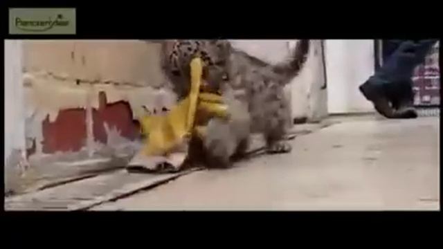 Маленький снежный барс смотреть онлайн