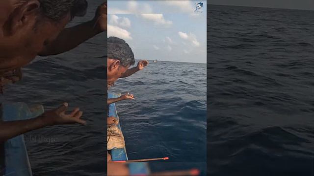 Deep Sea Fishing Videos #fishing #fishingvideo #kingmackerel смотреть онлайн