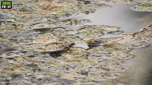 Incredible and Interesting Snake Facts | World's Largest Snake | Most Venomous Snakes | Urdu/Hindi смотреть онлайн