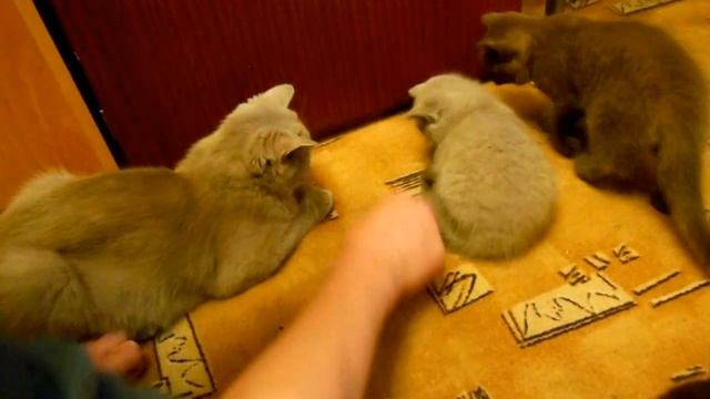 Учимся ловить мышку. смотреть онлайн