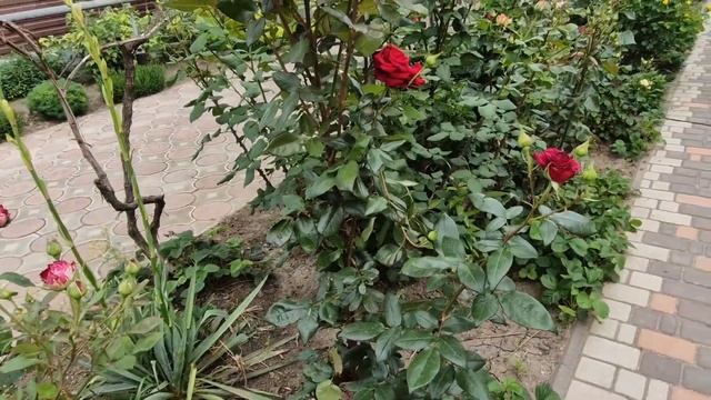 Приморское. 6 июня. Проблема с водой. Чем поливать? Завтра первая годовщина...