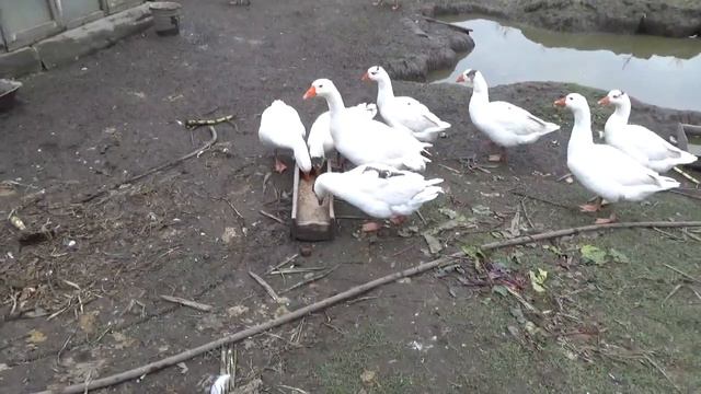Гошка с осторожностью проходит мимо инкубаторских. Молодого гусака держу на руках. смотреть онлайн