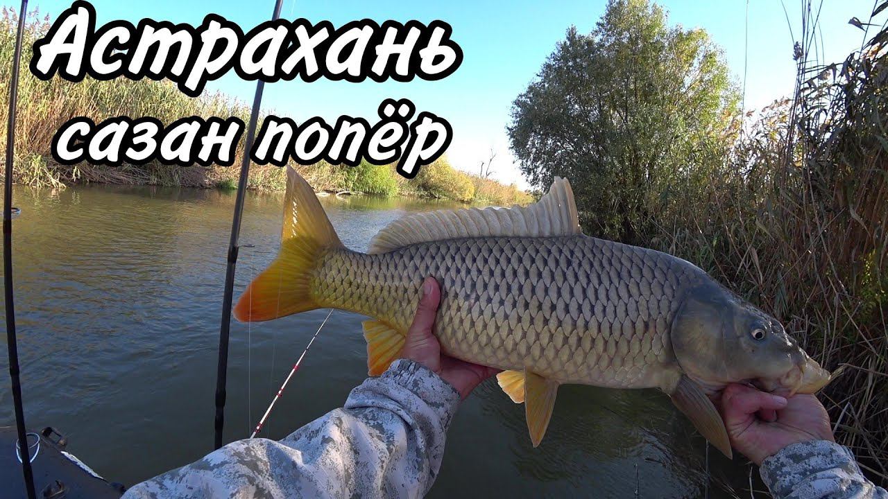 Ловля сазана на простую снасть макуха. Рыбалка в Астрахани. смотреть онлайн