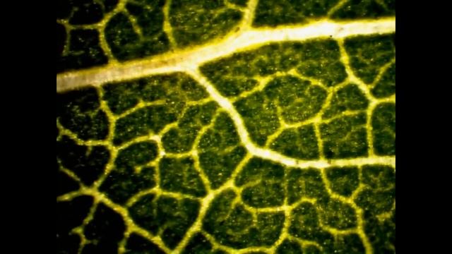 leaf under the microscope / Лист под микроскопом смотреть онлайн