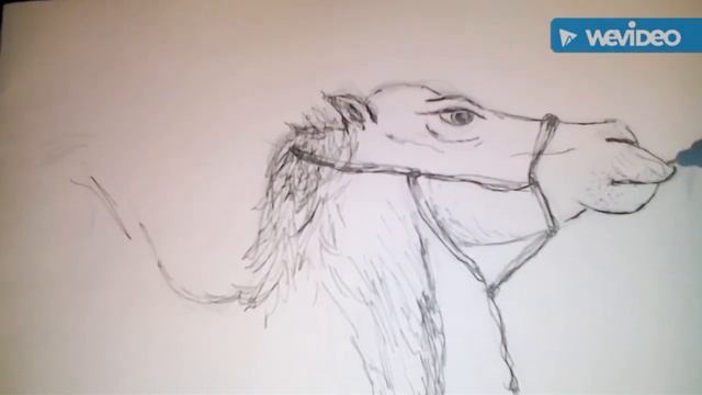 Как нарисовать верблюда смотреть онлайн