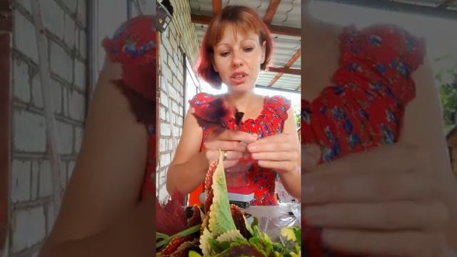 Колеусы. Готовлю срезы для отправки почтой. смотреть онлайн