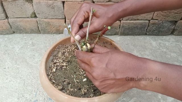 Grafting Technique To Get Multiple Colour Flowers In A Single Hibiscus Plant | Hibiscus Grafting смотреть онлайн