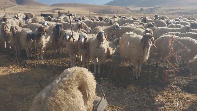 The Nomadic Girl Creates a Strange Water Storage Container смотреть онлайн