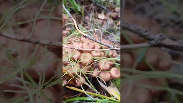 Грибы в Сибири#сибирь#грибы#природа смотреть онлайн