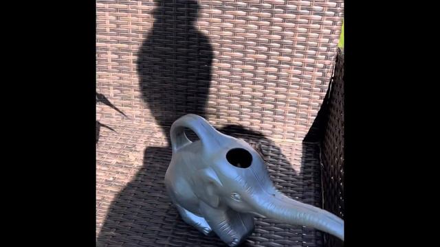 How to repot an Anthurium plant смотреть онлайн