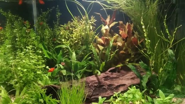 запустил небольшой травник с пецилией смотреть онлайн