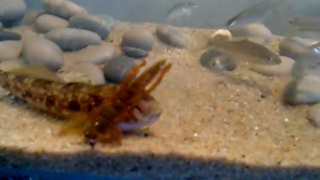 Приманки АКСЕНТИ . ВЕСЛОУХАЯ СТРЕКОЗА смотреть онлайн