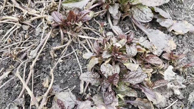 Лучшие ПОЧВОПОКРОВНИКИ в моём саду и те, которые истребляю :) смотреть онлайн