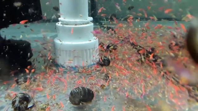 тернеция молодь смотреть онлайн