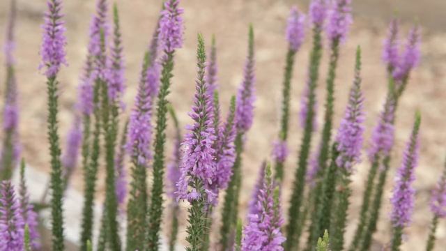 Veronica Moody Blues Mauve Improved (perennial) смотреть онлайн