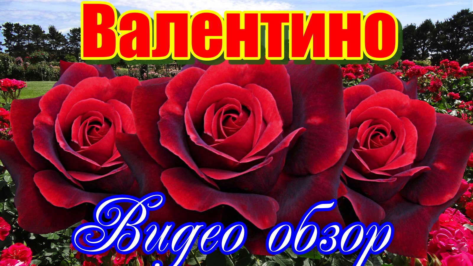 Обзор розы Валентино (Чайно гибридная)- Valentino (Barni Италия, 2009) смотреть онлайн