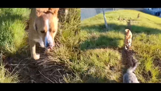 Honor 50: Es tan bueno como dicen? | Review en Español смотреть онлайн