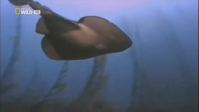 Электрические рыбы смотреть онлайн