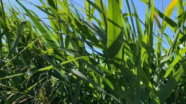 Расслабляющий шум камыша .The noise of the reeds.芦苇的噪音