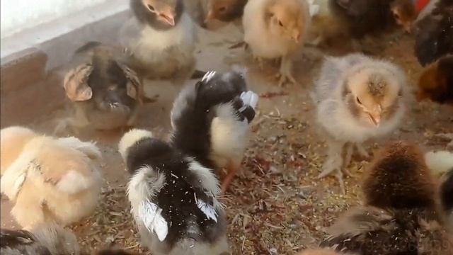 #ЦЫПЛЯТА разных пород, вкусный ужин, СВЕКЛА, Pavlovskie_chickens, #chickens смотреть онлайн